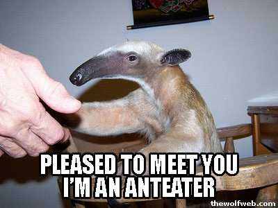 Fuck You I Am An Anteater 95